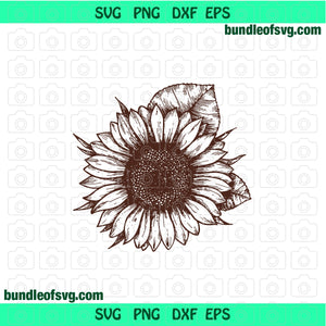 Sunflower SVG Sunflowers Drawing Sunflower Silhouette svg png dxf files cricut